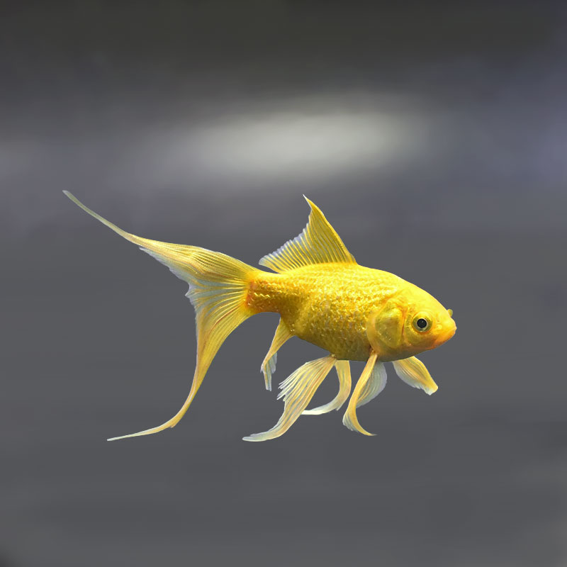 金魚王子】キラキラ 13cm前後 (個体番号：xsw914) 金魚 きんぎょ 生体