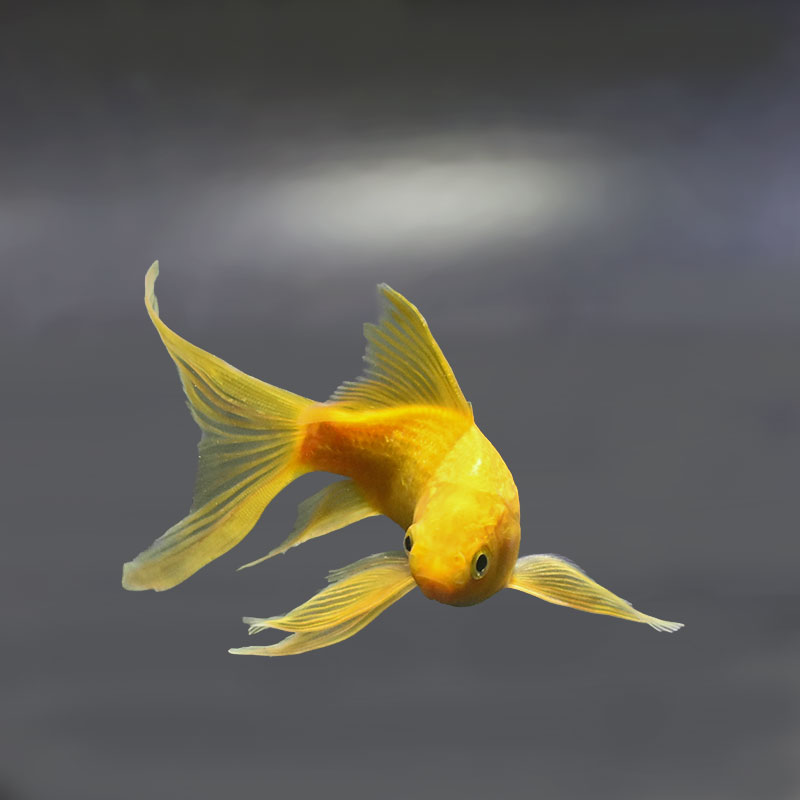 金魚王子】キラキラ 13cm前後 (個体番号：xsw914) 金魚 きんぎょ 生体
