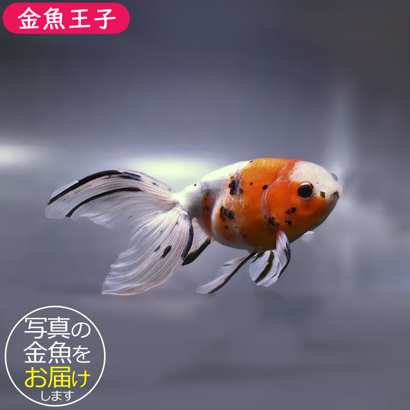 金魚王子】京錦 16cm前後 (個体番号：zaq192) 金魚 きんぎょ 生体 京錦