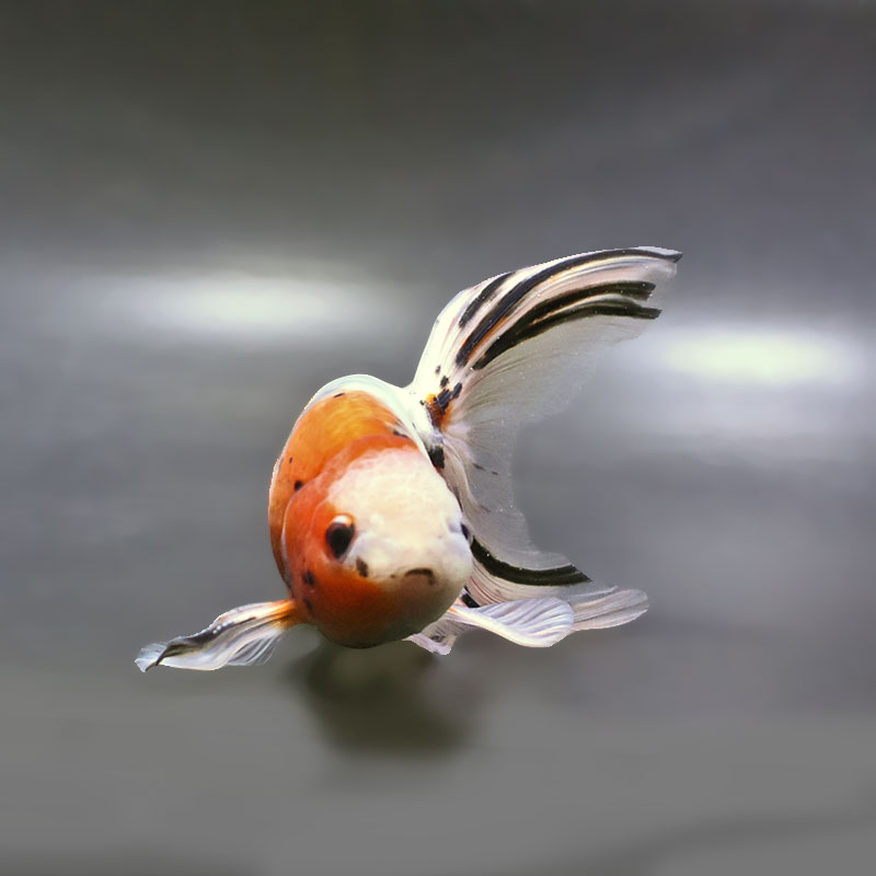 金魚王子】京錦 16cm前後 (個体番号：zaq192) 金魚 きんぎょ 生体 京錦