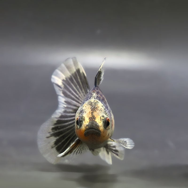 金魚王子】ハーフムーンオランダ 8±1cm前後 (個体番号：zaq719) 金魚