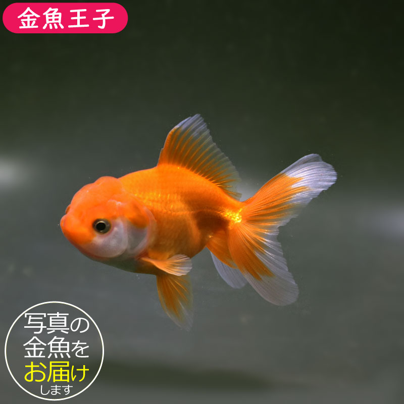 極美　金魚　オランダ獅子頭 □オランダ獅子頭極美鹿の子3歳18cmオス【極上】