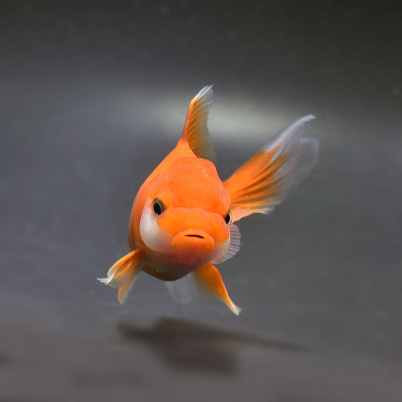 金魚王子】レッドオランダ 10cm前後 (個体番号：cde324) 金魚 きんぎょ