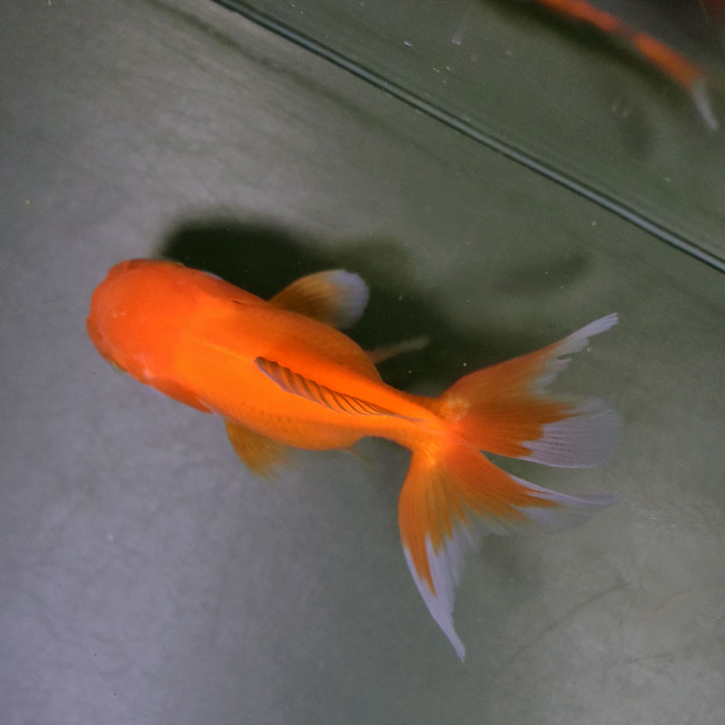 金魚王子】レッドオランダ 10cm前後 (個体番号：cde324) 金魚 きんぎょ