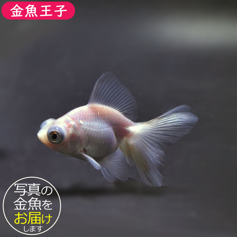 金魚王子】ホワイト蝶尾 6.5±1cm前後 (個体番号：cde481) 金魚