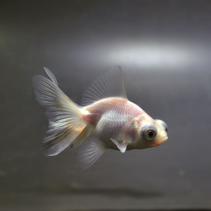 金魚王子】ホワイト蝶尾 6.5±1cm前後 (個体番号：cde481) 金魚