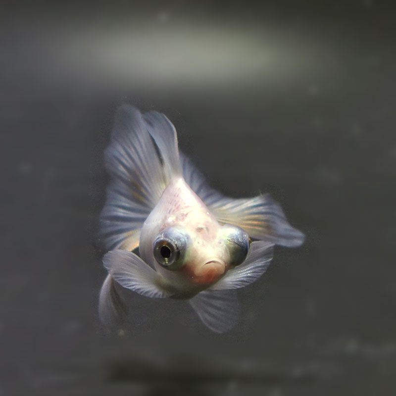 金魚王子】ホワイト蝶尾 6.5±1cm前後 (個体番号：cde481) 金魚