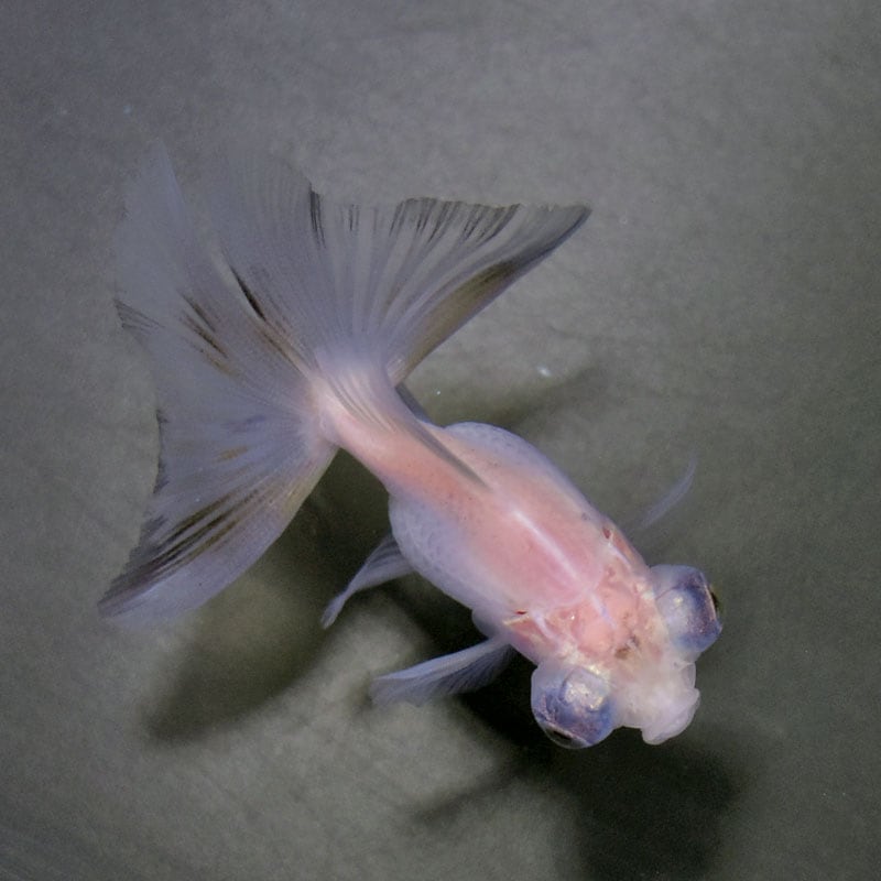 金魚　 Amazon | GEX 金魚元気 金魚水景 金魚の砂利ナチュラルミックス 1kg