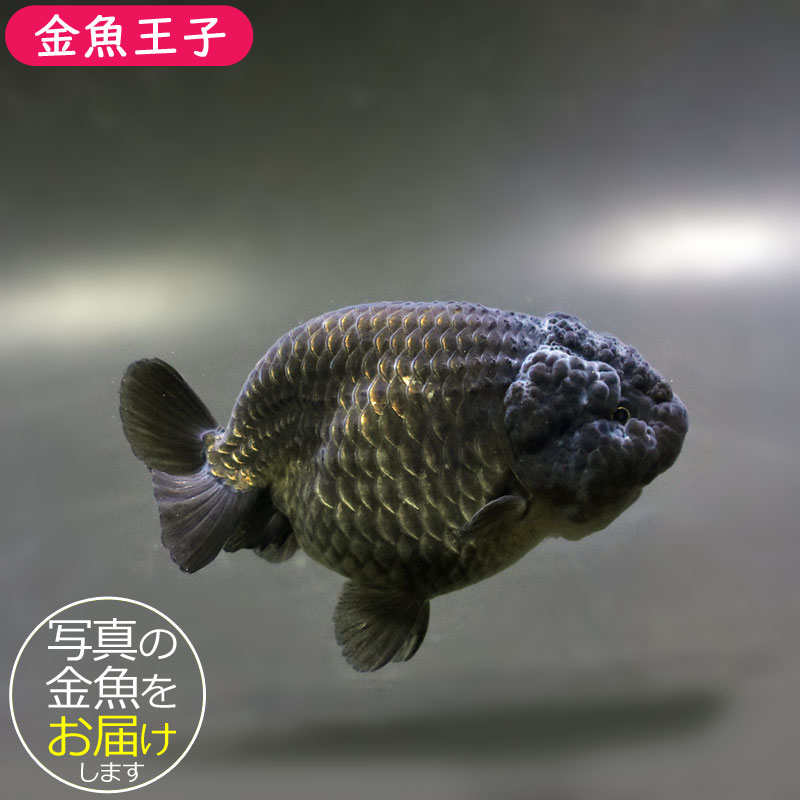 金魚王子】黒らんちゅう 8.5cm前後 (個体番号:cde973) 金魚 きんぎょ 金魚王子】黒らんちゅう 8.5cm前後 (個体番号:cde973) 金魚 きんぎょ