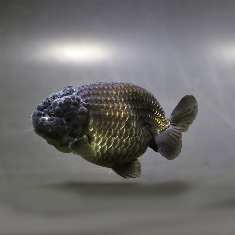 金魚王子】黒らんちゅう 8.5cm前後 (個体番号：cde973) 金魚 きんぎょ
