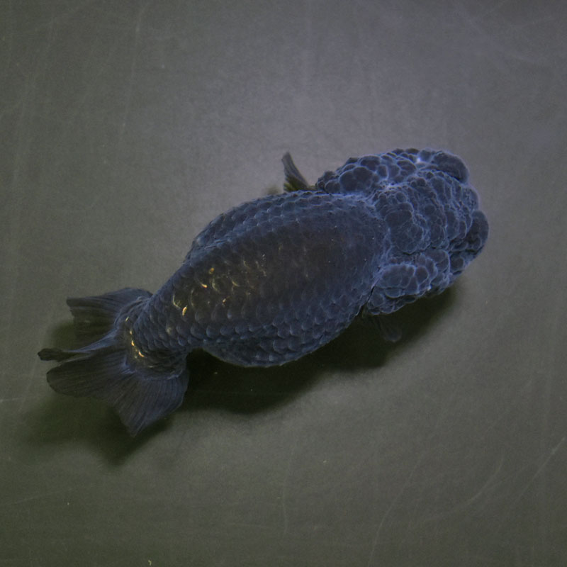 金魚王子】黒らんちゅう 8.5cm前後 (個体番号:cde973) 金魚 きんぎょ 金魚王子】黒らんちゅう 8.5cm前後 (個体番号:cde973) 金魚 きんぎょ