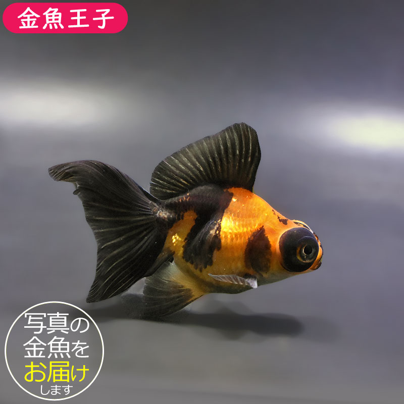 ＊*＊様 【オークション】Mellojoy ながーいシリーズ シークレット 金魚 Mellojoy ながーいシリーズ シークレット 金魚 和風 メロジョイ｜Yahoo