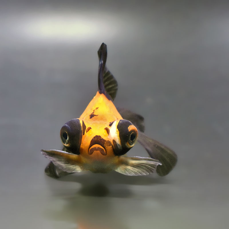 金魚王子】変わり柄蝶尾 9±1cm前後 (個体番号：xsw764) 金魚 きんぎょ