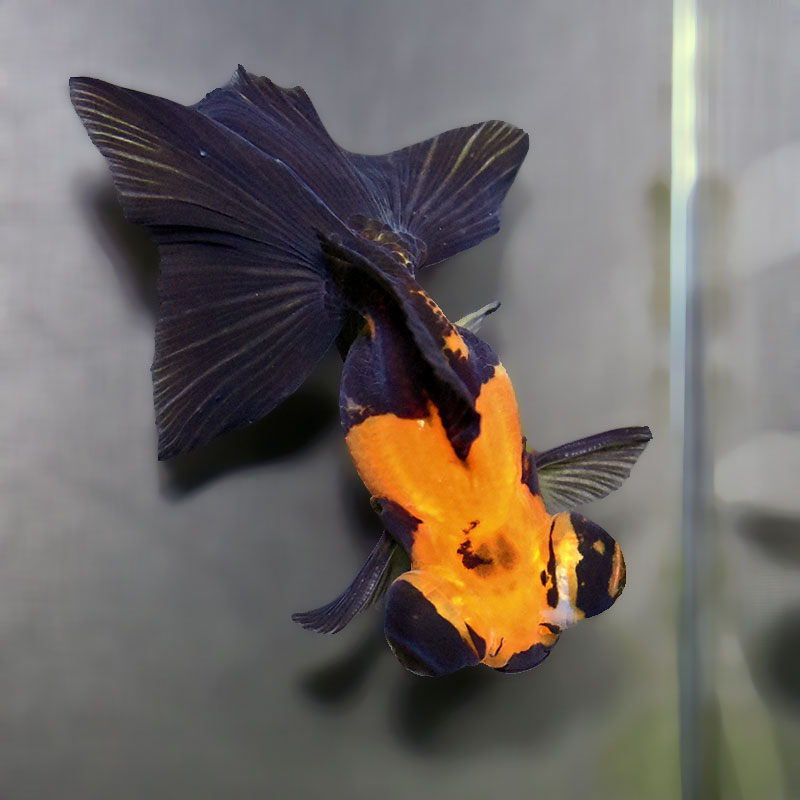 金魚王子】変わり柄蝶尾 9±1cm前後 (個体番号：xsw764) 金魚 きんぎょ