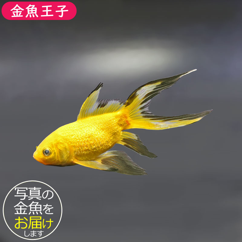 金魚王子】キラキラ 12cm前後 (個体番号：xsw915) 金魚 きんぎょ 生体