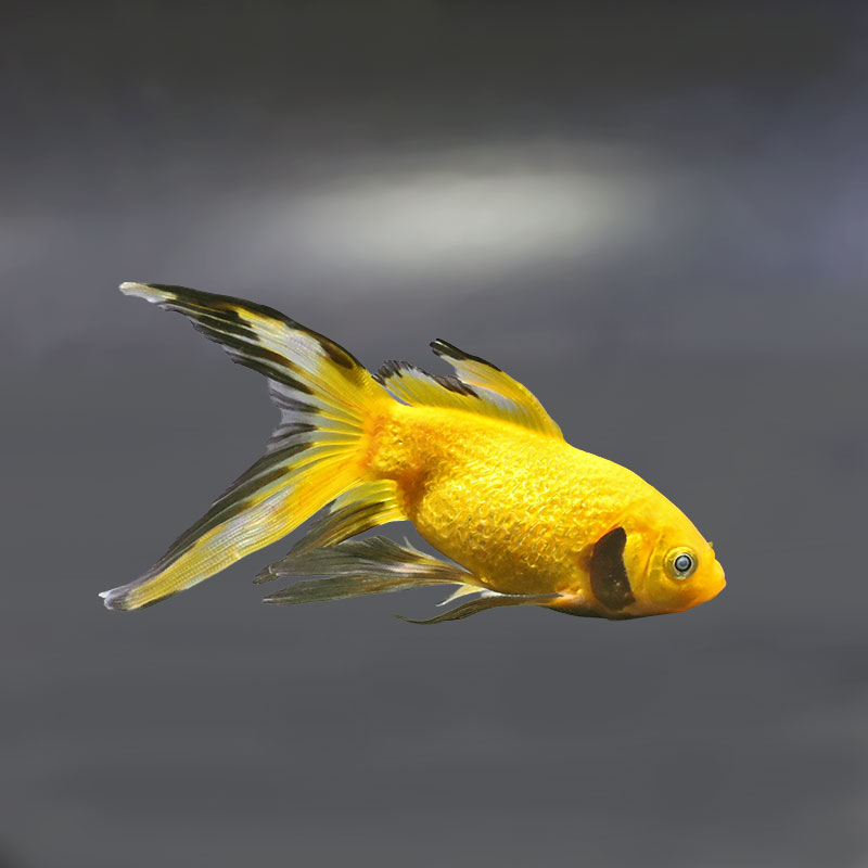 金魚王子】キラキラ 12cm前後 (個体番号：xsw915) 金魚 きんぎょ 生体