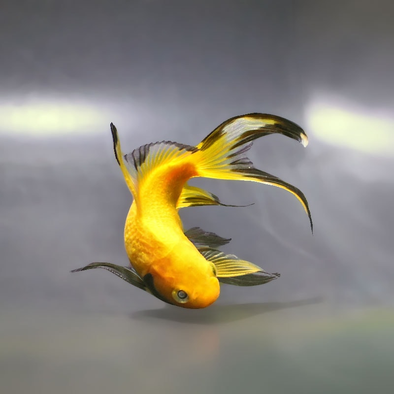 金魚王子】キラキラ 12cm前後 (個体番号：xsw915) 金魚 きんぎょ 生体