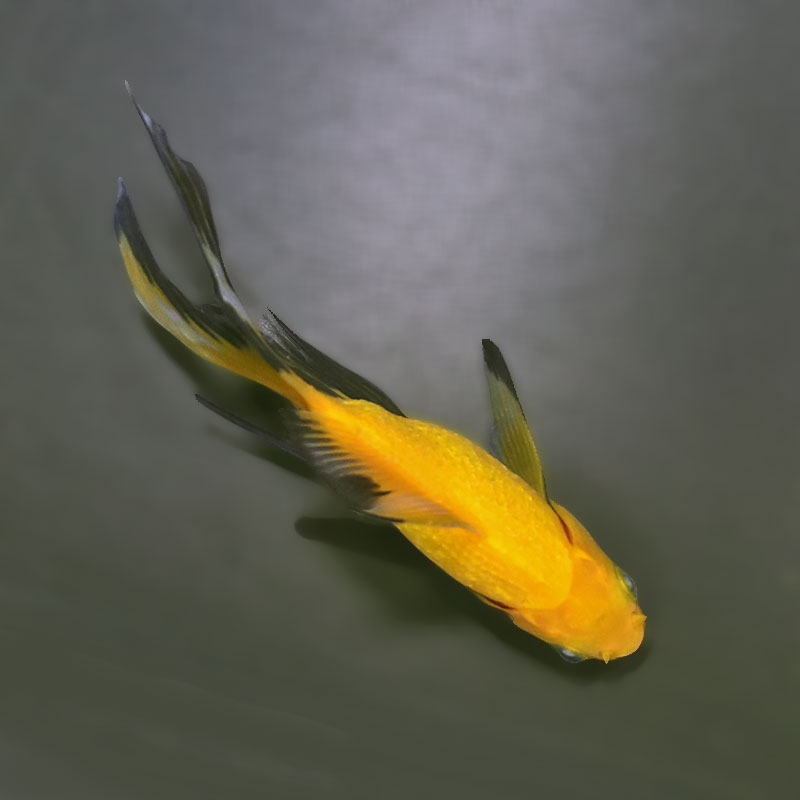 金魚王子】キラキラ 12cm前後 (個体番号：xsw915) 金魚 きんぎょ 生体