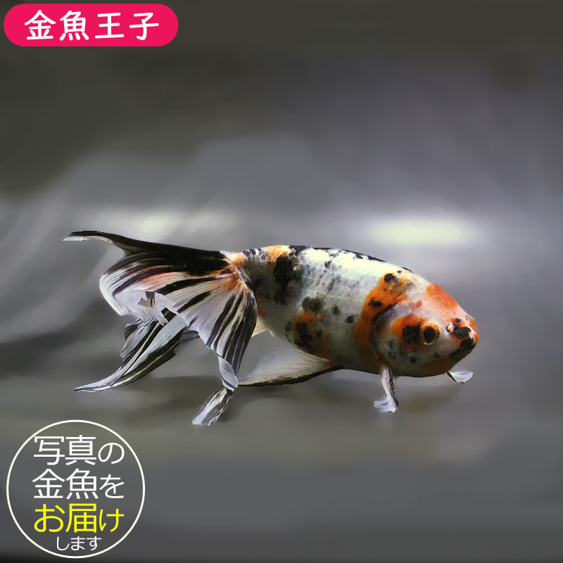 希少中国微墨　2種　猿　金魚 金魚王子】京錦 17cm前後 (個体番号：zaq193) 金魚 きんぎょ 生体 京錦