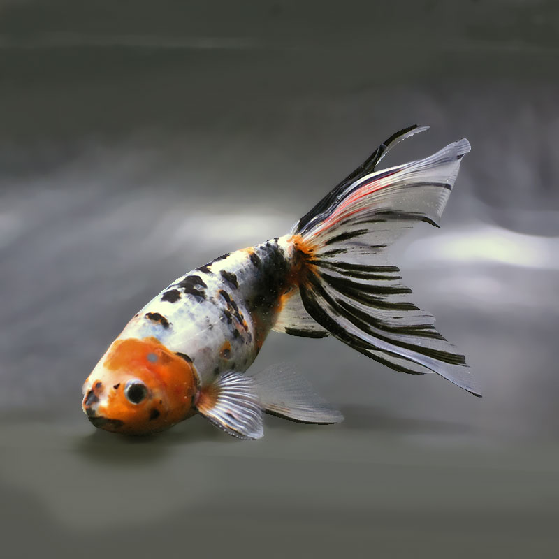 金魚王子】京錦 17cm前後 (個体番号：zaq193) 金魚 きんぎょ 生体 京錦
