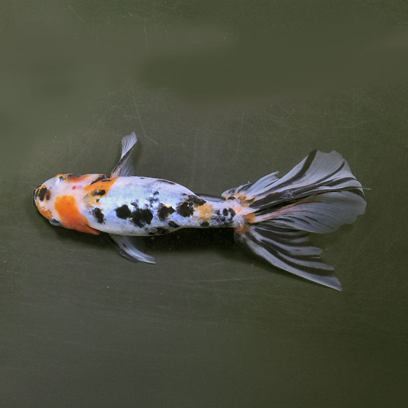金魚王子】京錦 17cm前後 (個体番号：zaq193) 金魚 きんぎょ 生体 京錦
