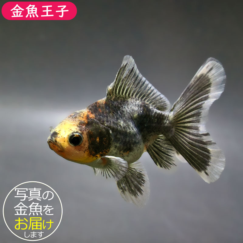 金魚 金魚王子】ハーフムーンオランダ 8±1cm前後 (個体番号：zaq720) 金魚