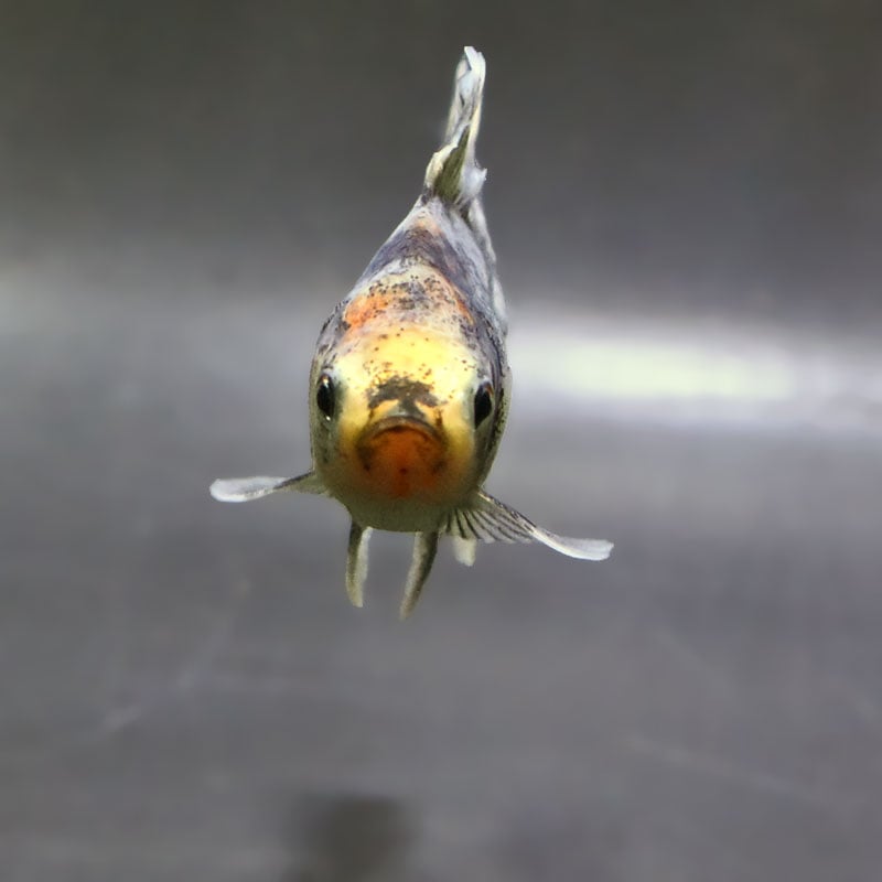 金魚王子】ハーフムーンオランダ 8±1cm前後 (個体番号：zaq720) 金魚