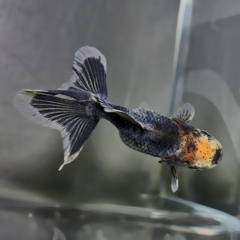 金魚王子】ハーフムーンオランダ 8±1cm前後 (個体番号：zaq720) 金魚