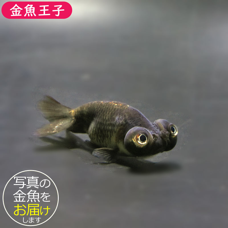 金魚王子】花房頂天眼 6～7cm前後 (個体番号：cde669) 金魚 きんぎょ