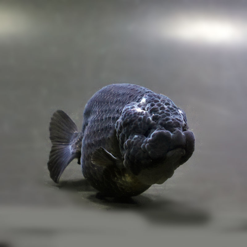 金魚王子】黒らんちゅう 9cm前後 (個体番号：cde974) 金魚 きんぎょ