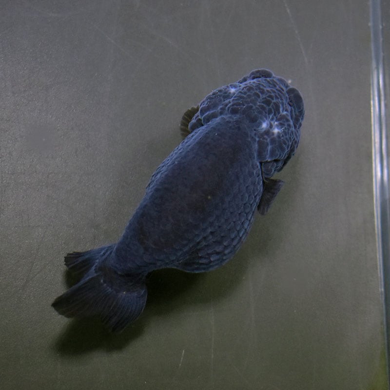 金魚-ランチュウ-デカらん子 金魚王子】黒らんちゅう 9cm前後 (個体番号：cde974) 金魚 きんぎょ