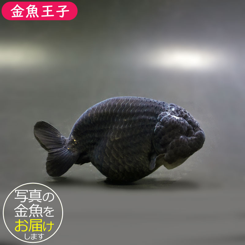 金魚王子】黒らんちゅう 9cm前後 (個体番号：cde974) 金魚 きんぎょ