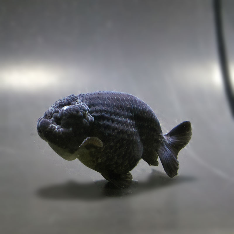 金魚-ランチュウ-デカらん子 金魚王子】黒らんちゅう 9cm前後 (個体番号：cde974) 金魚 きんぎょ