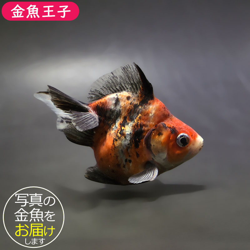 【金魚王子】三色ショートテール琉金 8±1cm前後 (個体番号：xsw417) 金魚 きんぎょ 生体 琉金 厳選個体
