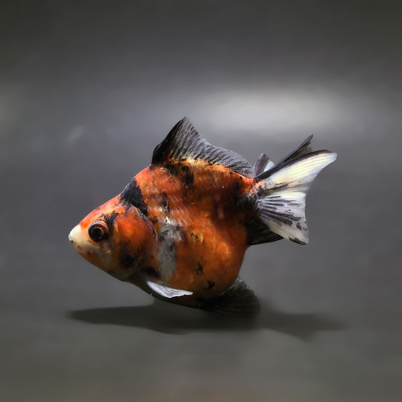 【金魚王子】三色ショートテール琉金 8±1cm前後 (個体番号：xsw417) 金魚 きんぎょ 生体 琉金 厳選個体