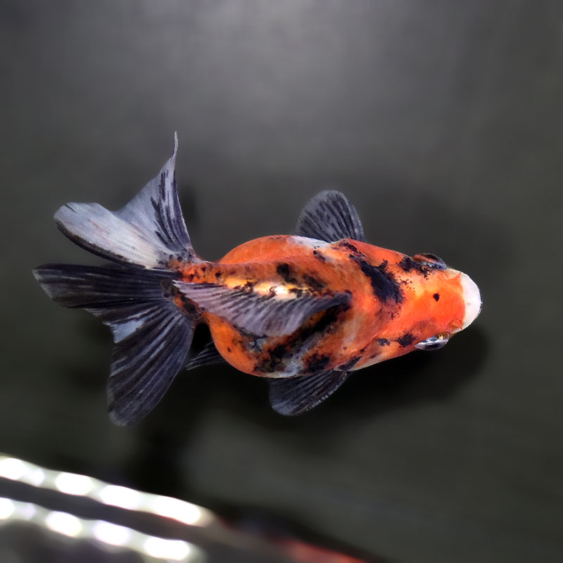 【金魚王子】三色ショートテール琉金 8±1cm前後 (個体番号：xsw417) 金魚 きんぎょ 生体 琉金 厳選個体