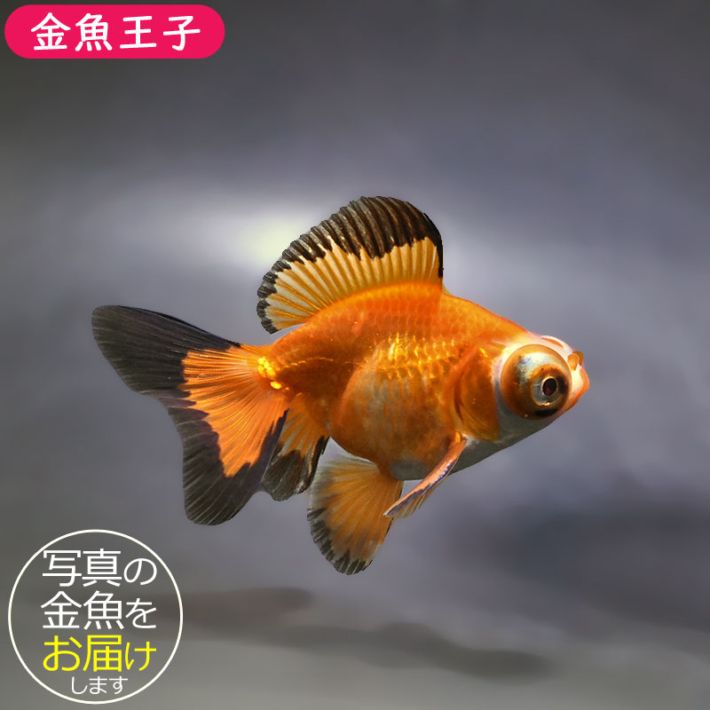 金魚好きYK様ご確認用（309） 確認用 - YouTube