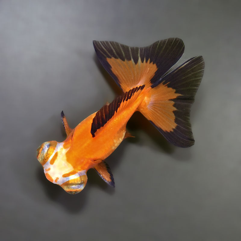 金魚王子】変わり柄蝶尾 9±1cm前後 (個体番号：xsw765) 金魚 きんぎょ