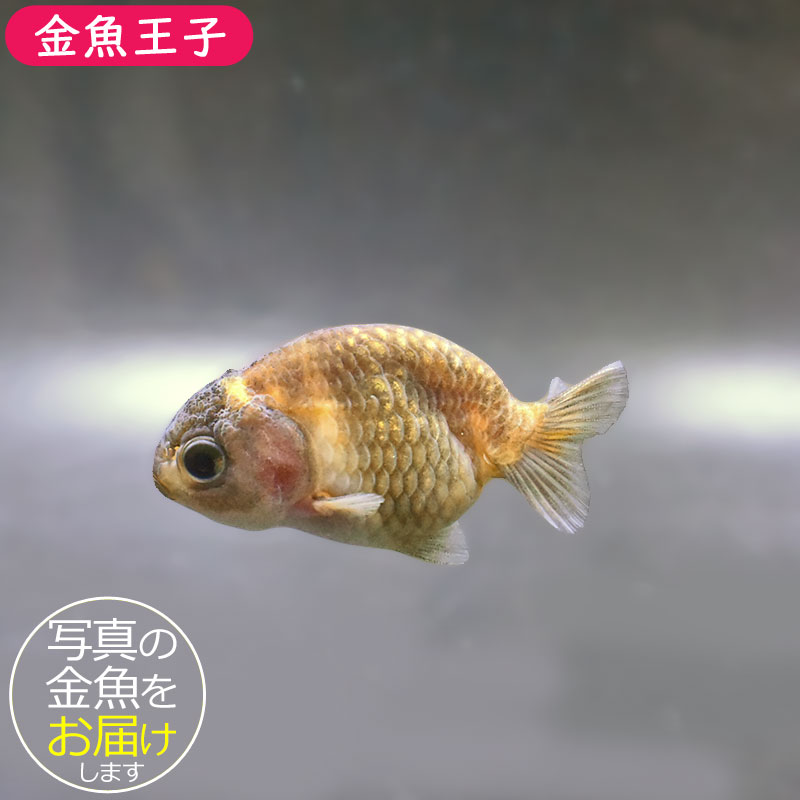 金魚王子】ベビーらんちゅう 6±1cm前後 (個体番号：xsw921) 金魚