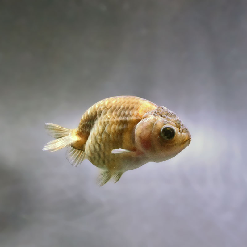 らんちゅう他 金魚王子】ベビーらんちゅう 6±1cm前後 (個体番号：xsw921) 金魚