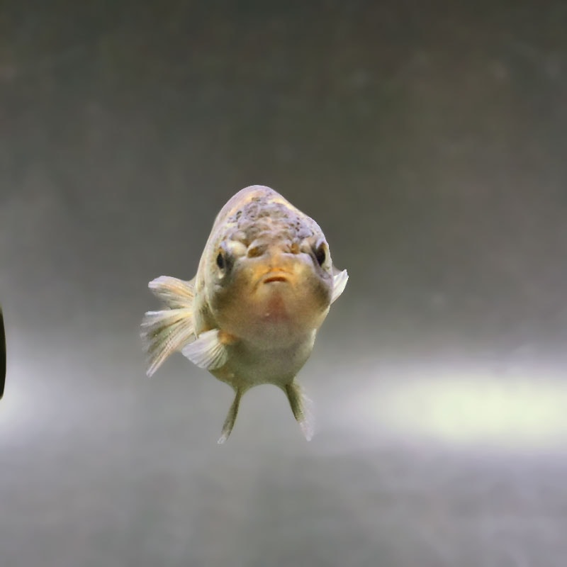 金魚王子】ベビーらんちゅう 6±1cm前後 (個体番号：xsw921) 金魚
