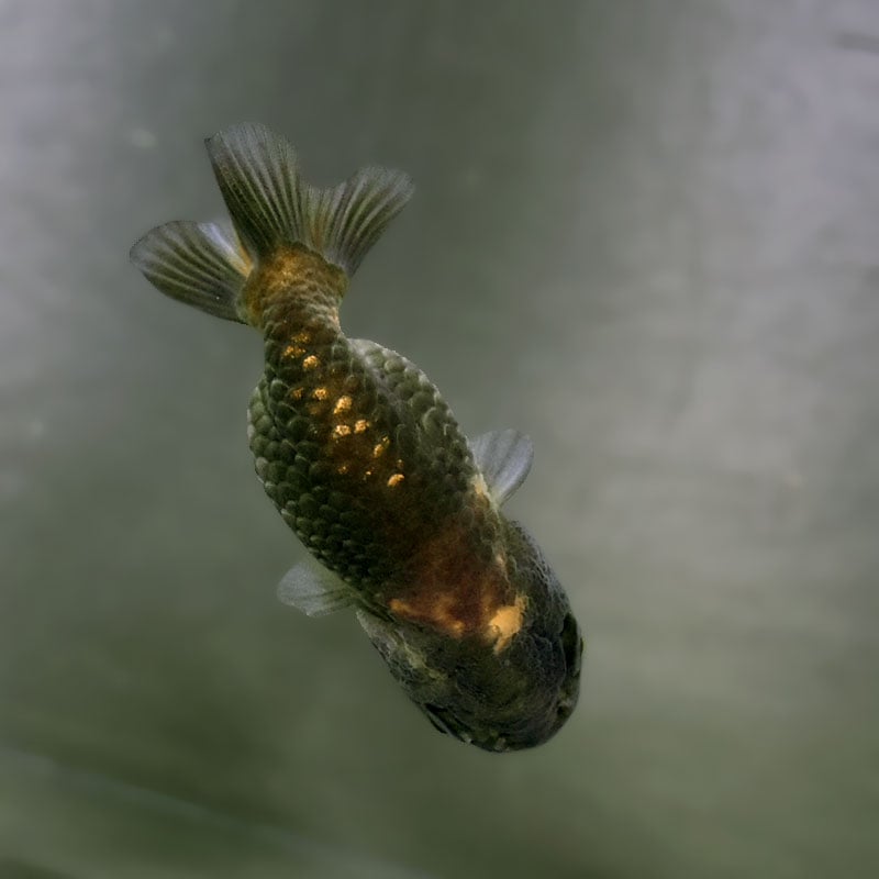金魚王子】ベビーらんちゅう 6±1cm前後 (個体番号：xsw921) 金魚