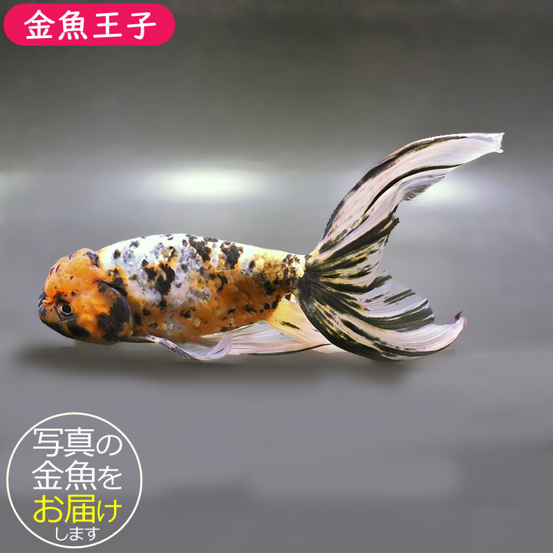 金魚王子】京錦 19cm前後 (個体番号：zaq194) 金魚 きんぎょ 生体 京錦