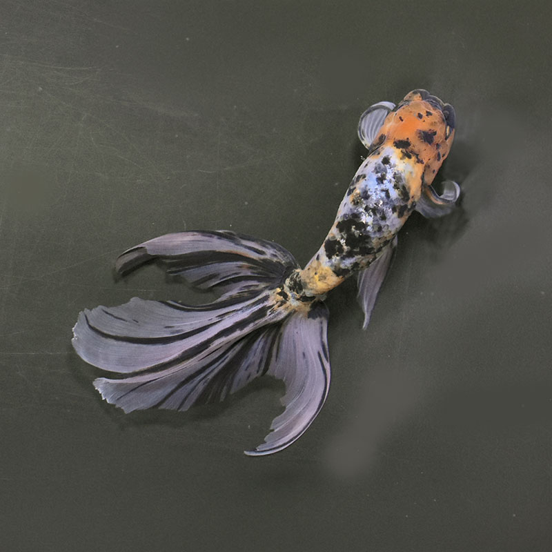 金魚王子】京錦 19cm前後 (個体番号：zaq194) 金魚 きんぎょ 生体 京錦