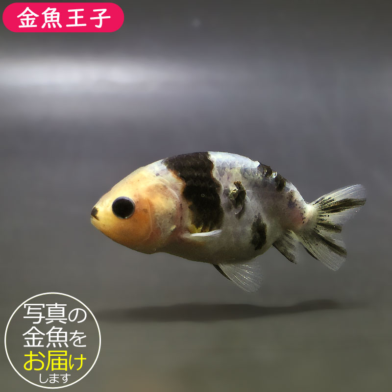 金魚 金魚王子】絣り柄江戸錦 7±1cm前後 (個体番号：zaq721) 金魚 きんぎょ