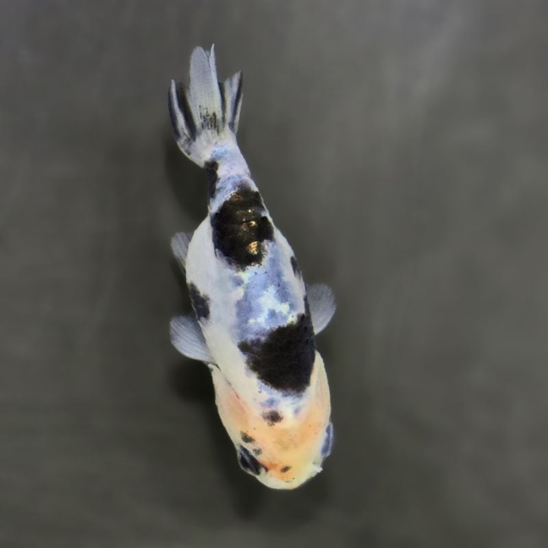 金魚王子】絣り柄江戸錦 7±1cm前後 (個体番号：zaq721) 金魚 きんぎょ