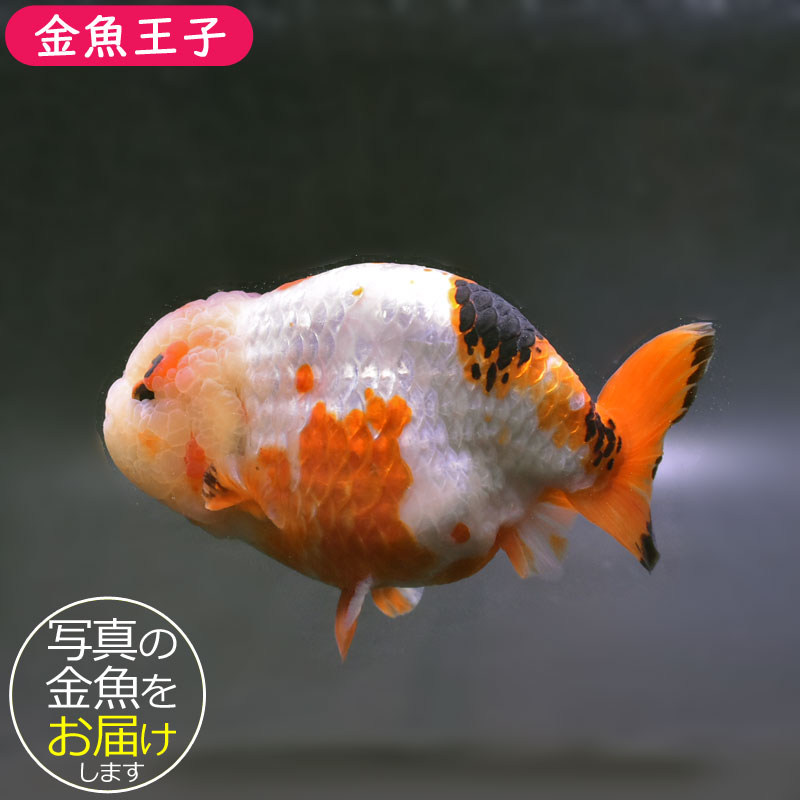 金魚王子】変わり柄らんちゅう 15cm前後 (個体番号:cde491) 金魚 金魚王子】変わり柄らんちゅう 15cm前後 (個体番号:cde491) 金魚