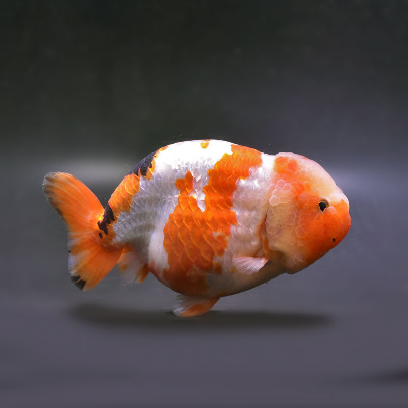 金魚王子】変わり柄らんちゅう 15cm前後 (個体番号：cde491) 金魚