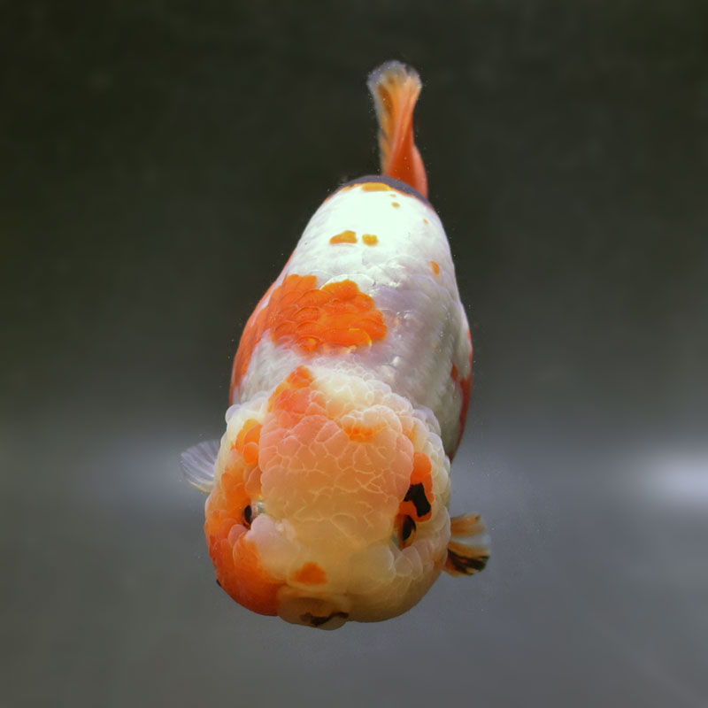 金魚王子】変わり柄らんちゅう 15cm前後 (個体番号：cde491) 金魚