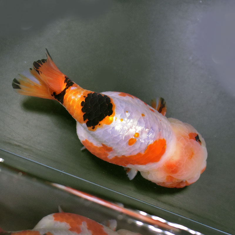 金魚らんちゅう15センチ２匹 金魚王子】変わり柄らんちゅう 15cm前後 (個体番号：cde491) 金魚